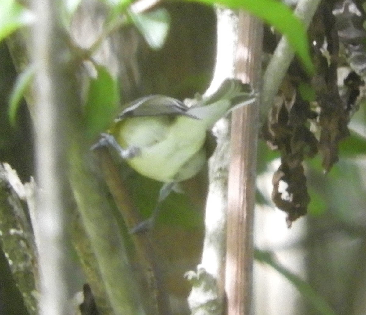 gulbrystvireo - ML644717854
