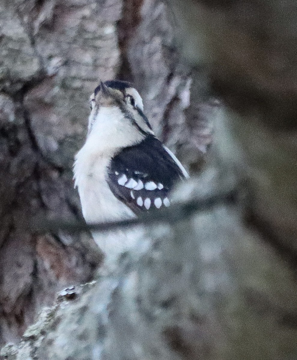 Pic mineur - ML644717856