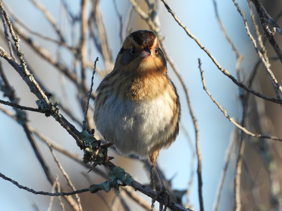 Nelson's Sparrow - ML644717871