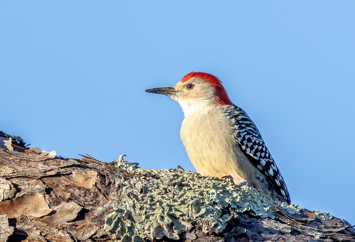 Carolinaspecht - ML644717872