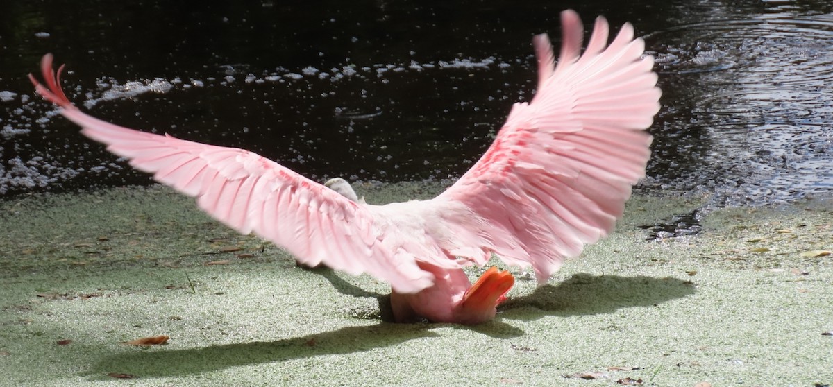 Espátula Rosada - ML644717884