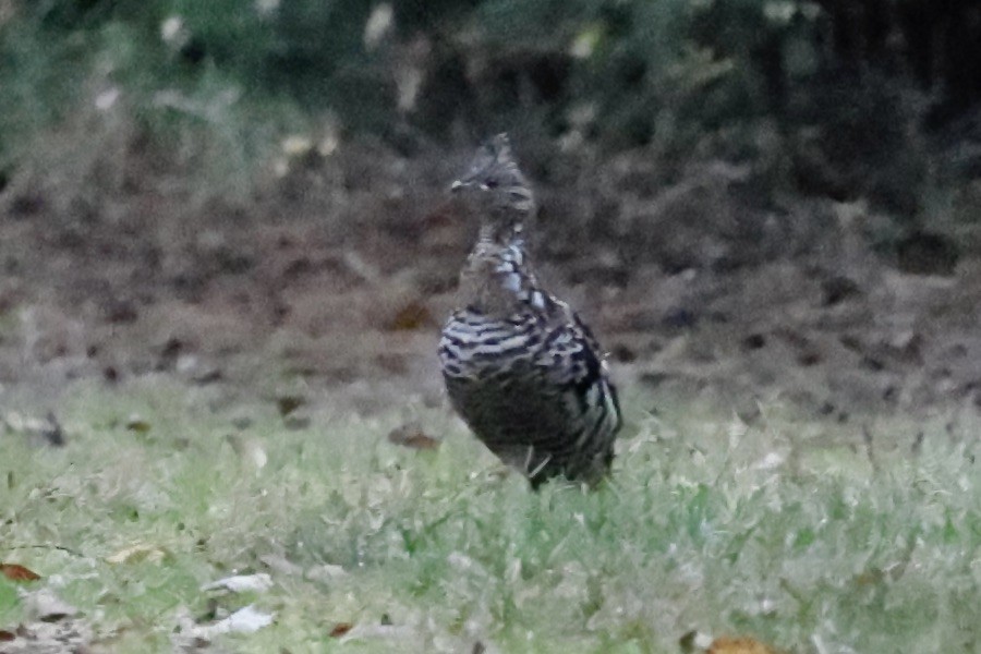 kragejerpe - ML644717909