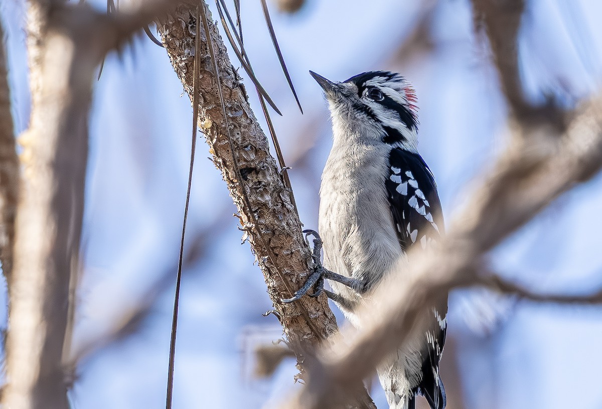 Pic mineur - ML644717912