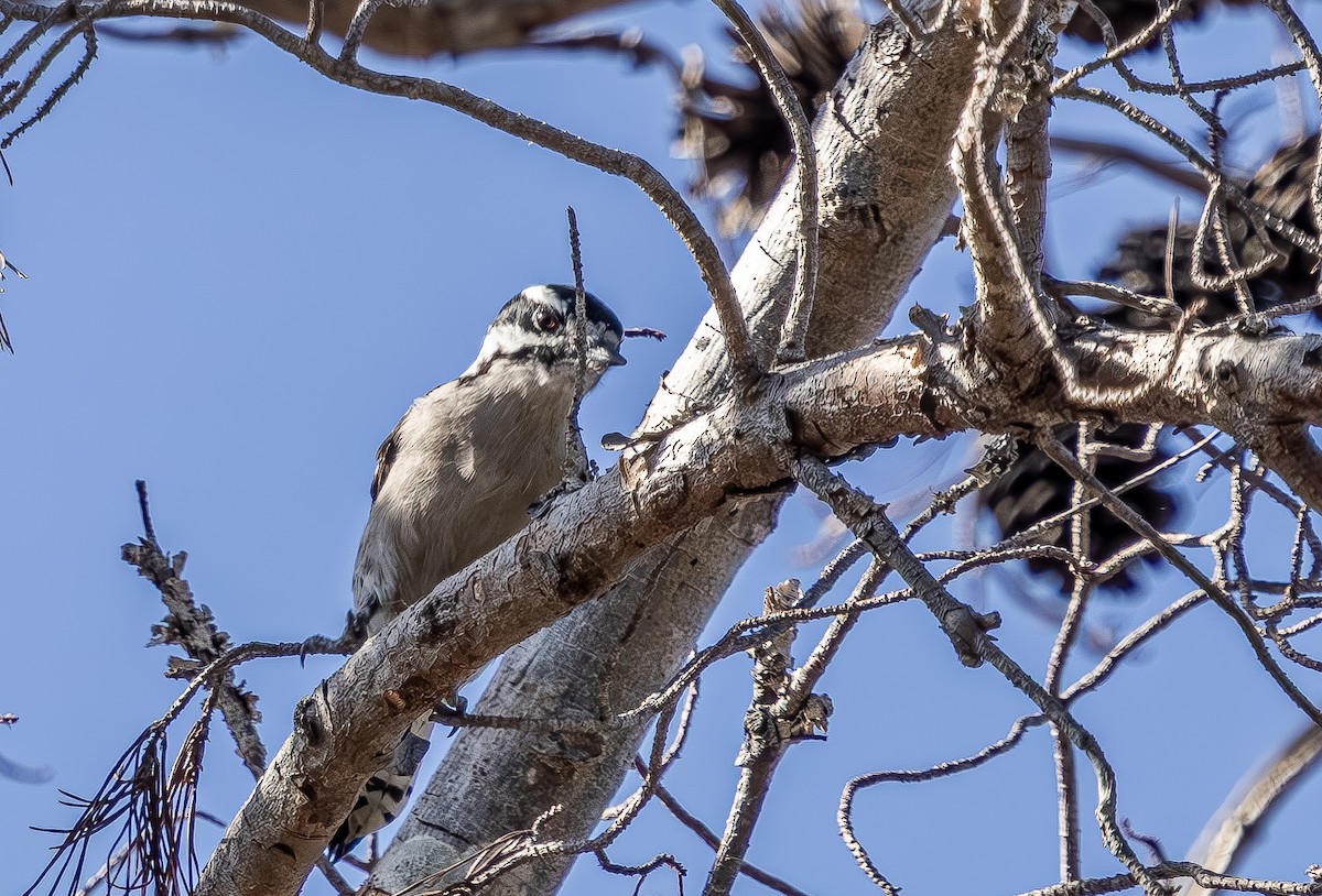 Pic mineur - ML644717913