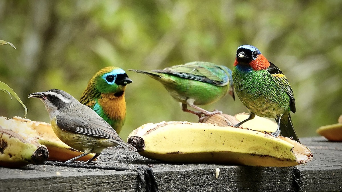 Red-necked Tanager - ML644717914