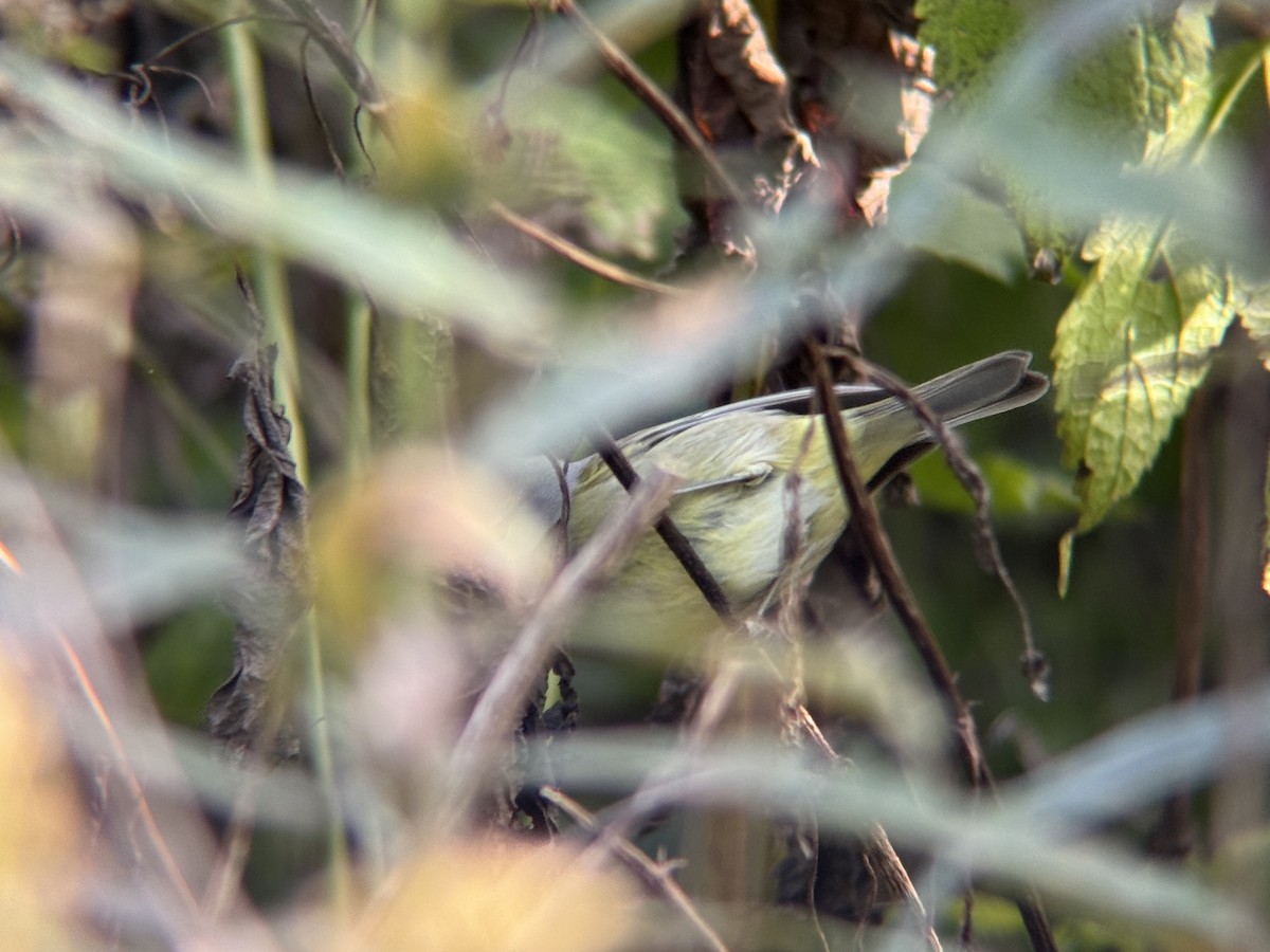 Paruline verdâtre - ML644717918