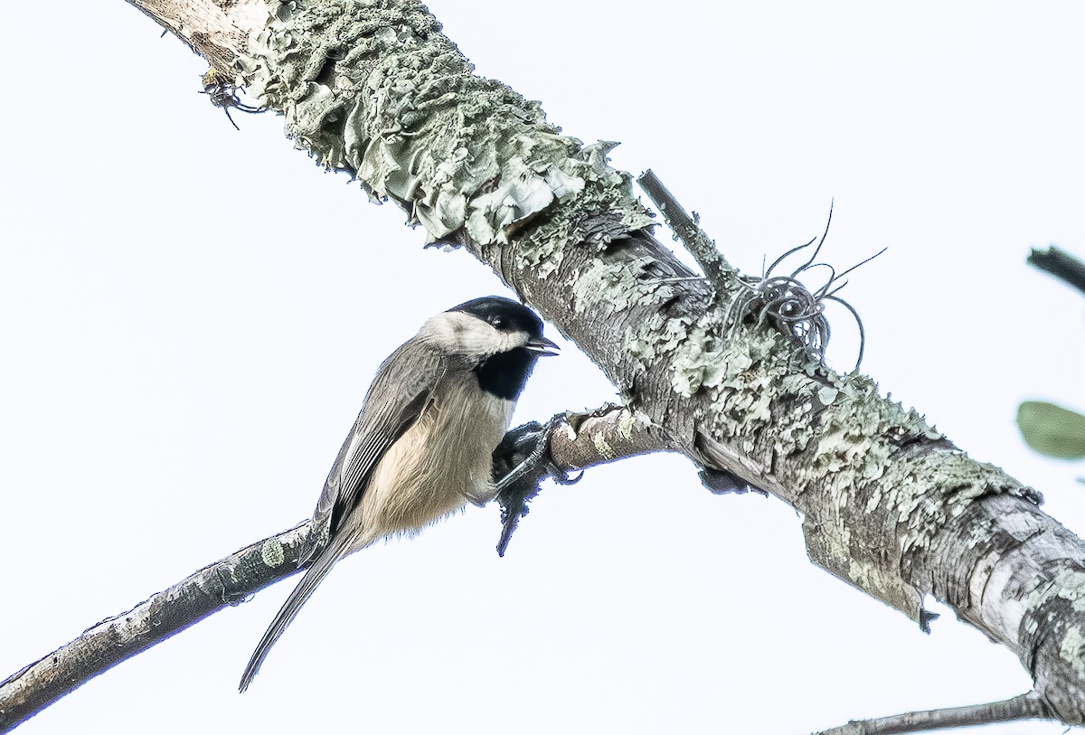 Mésange de Caroline - ML644717921