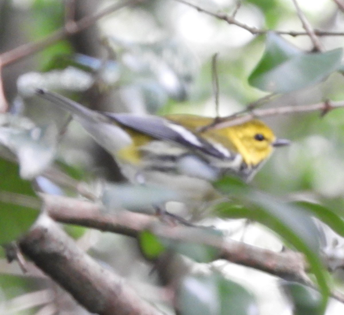 Paruline à gorge noire - ML644717922