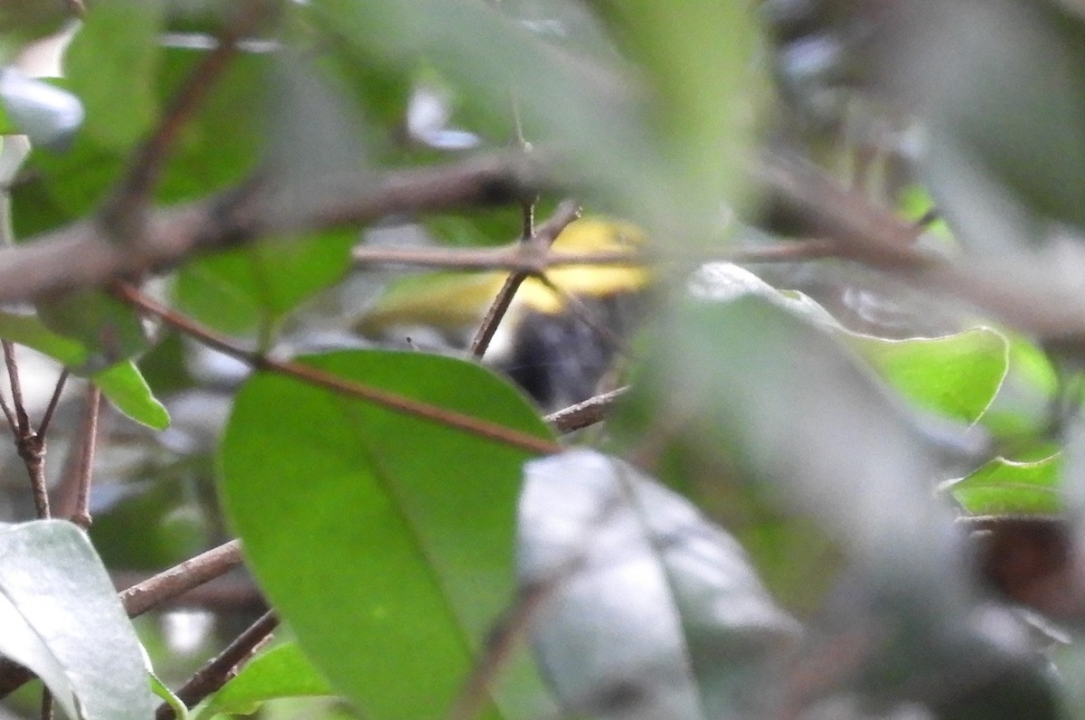 Paruline à gorge noire - ML644717924