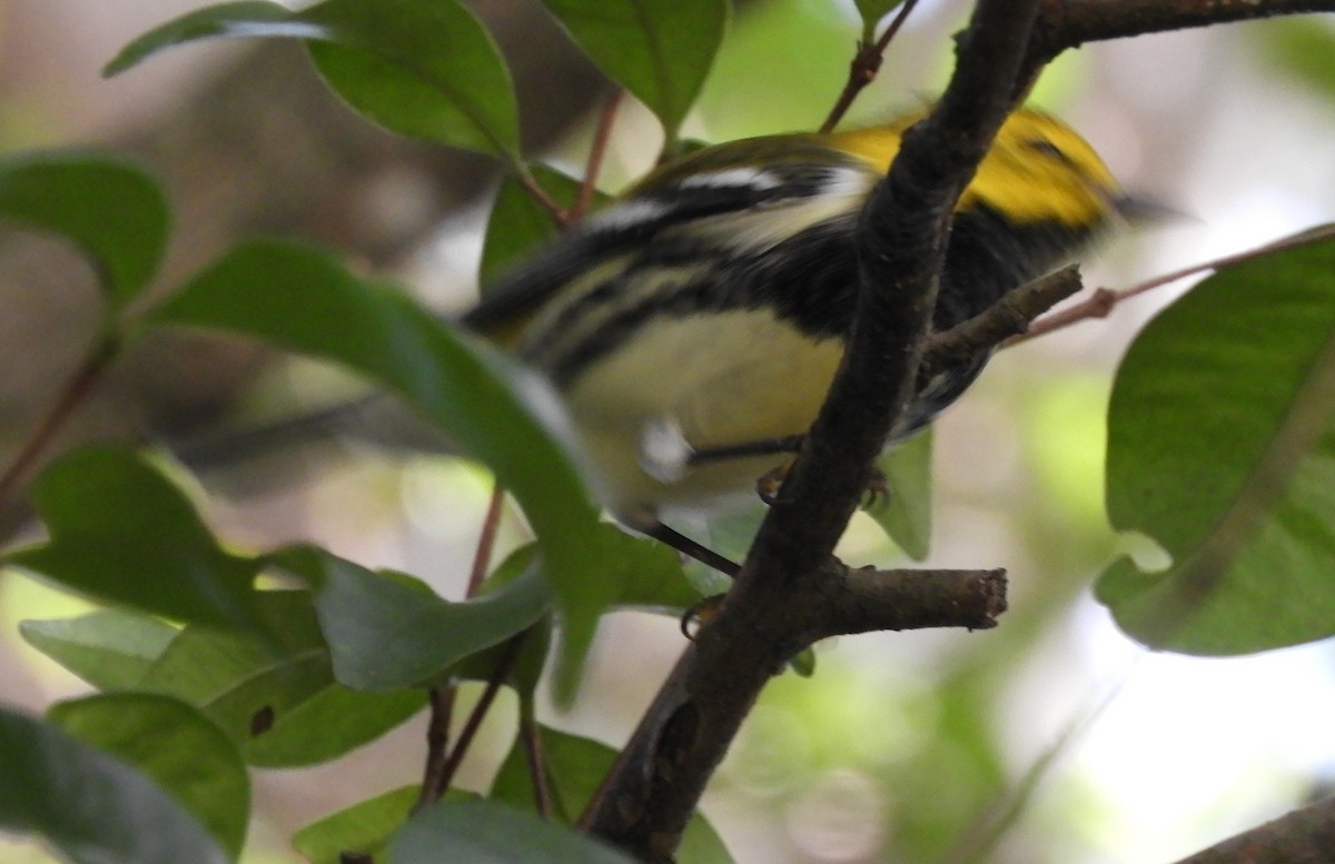 Paruline à gorge noire - ML644717925