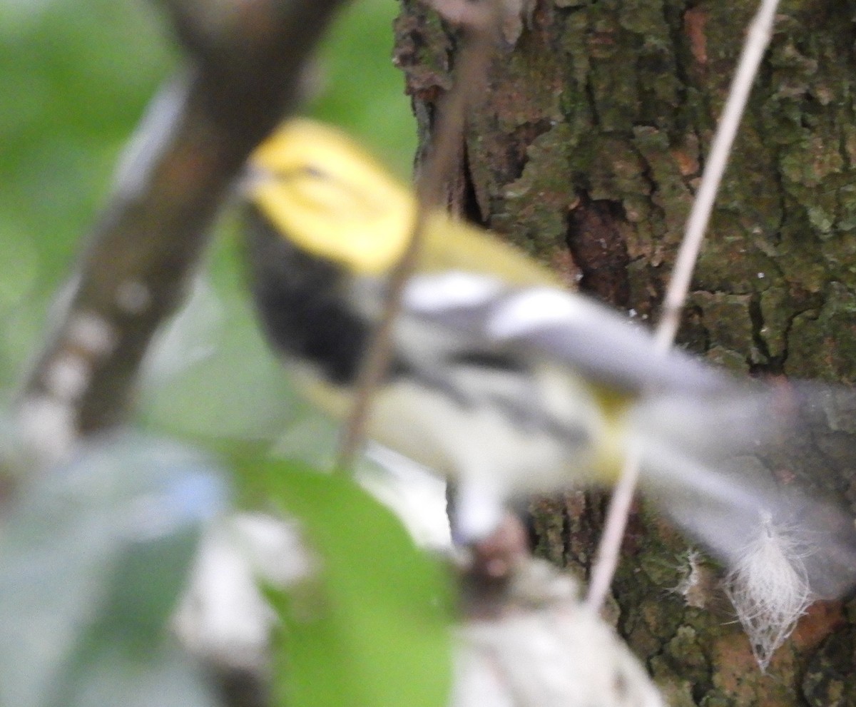 Paruline à gorge noire - ML644717926
