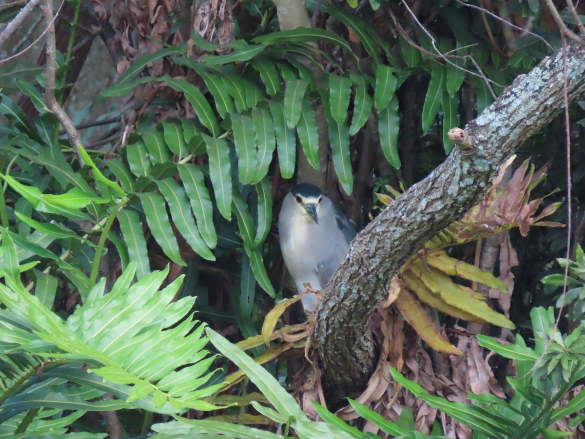 Bihoreau gris - ML644717927