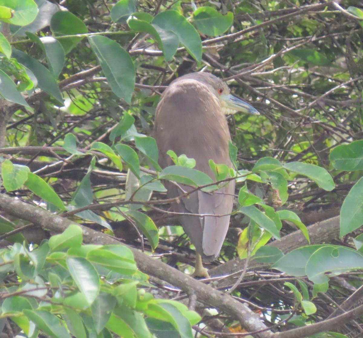 Bihoreau gris - ML644717928