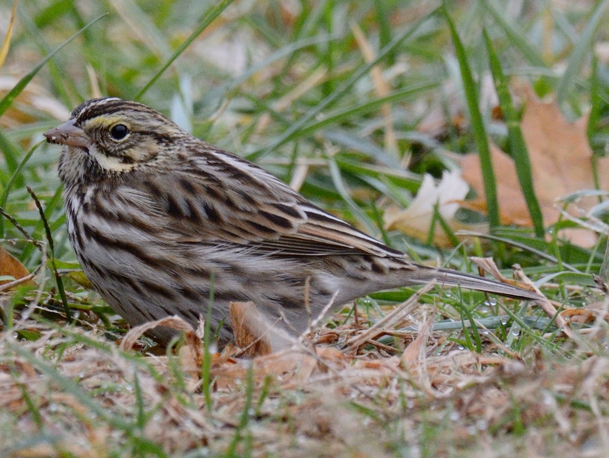 Bruant des prés (groupe sandwichensis) - ML644717929