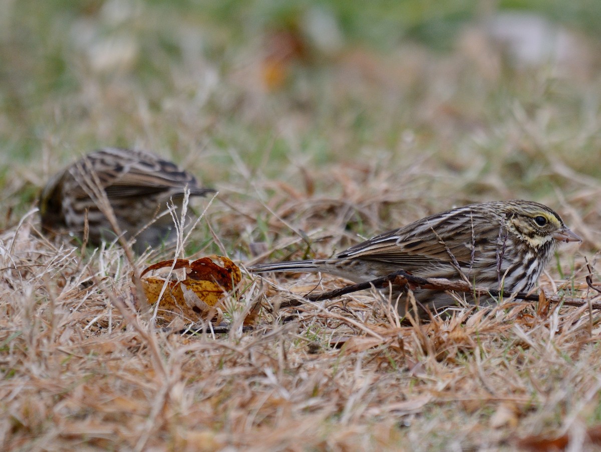 Bruant des prés (groupe sandwichensis) - ML644717931