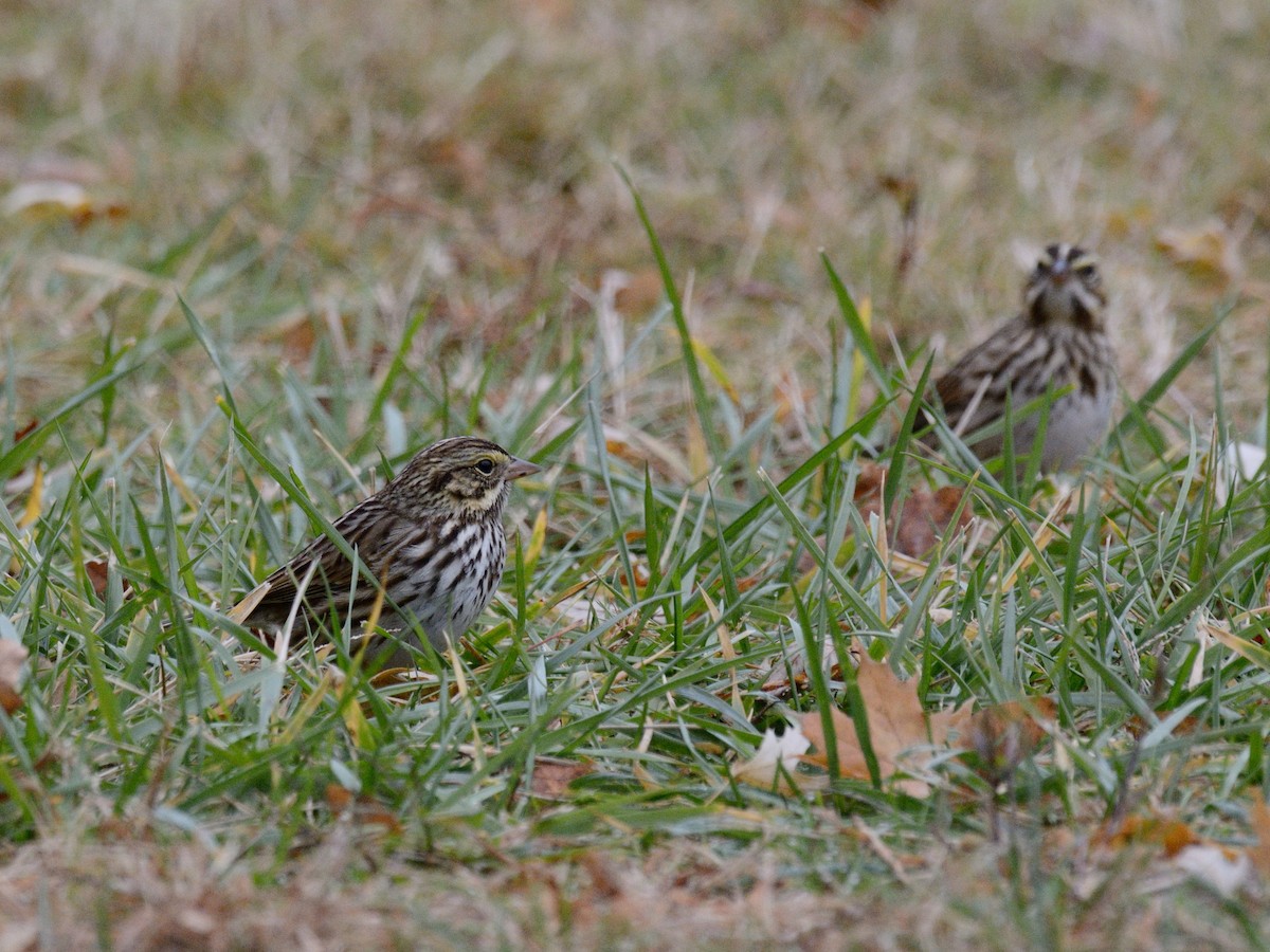 Bruant des prés (groupe sandwichensis) - ML644717932