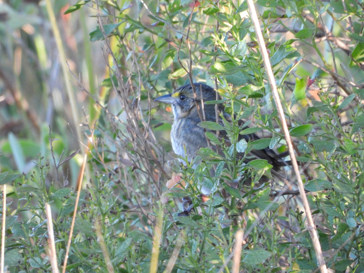 Bruant maritime - ML644717933