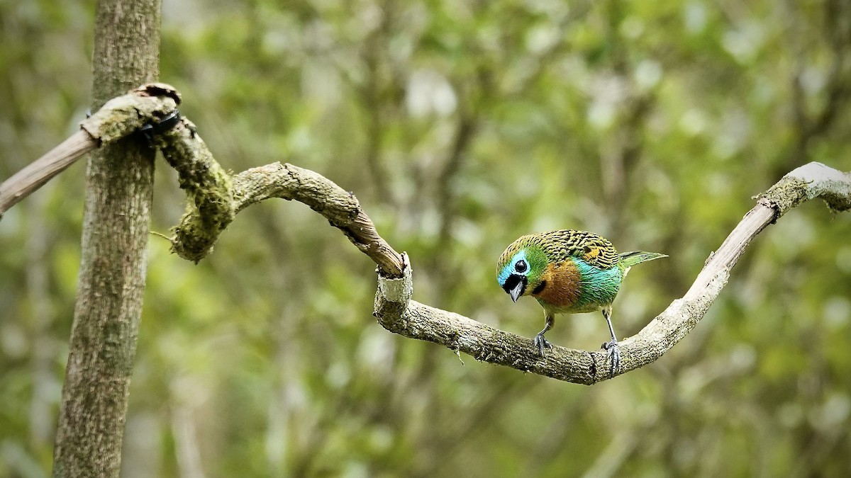 Calliste de Desmarest - ML644717934