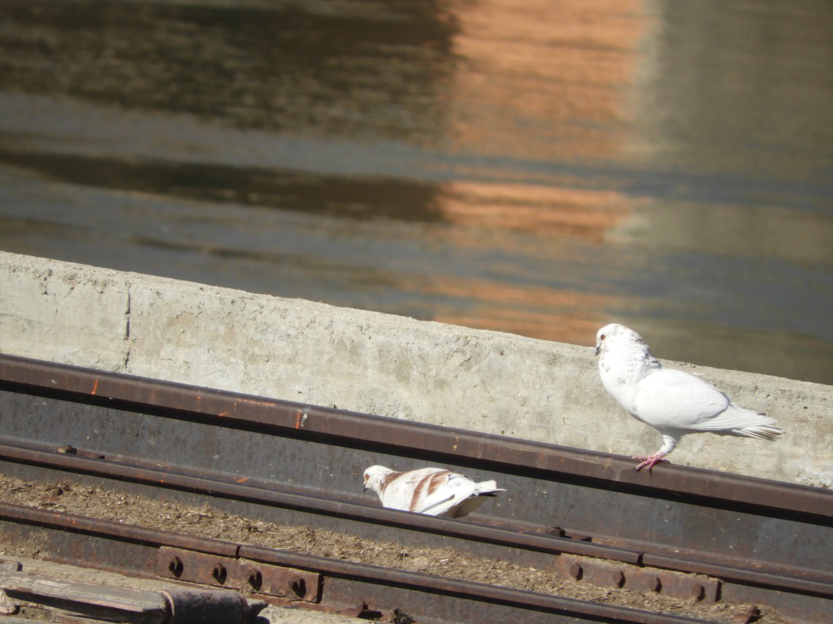 Pigeon biset (forme domestique) - ML644717937