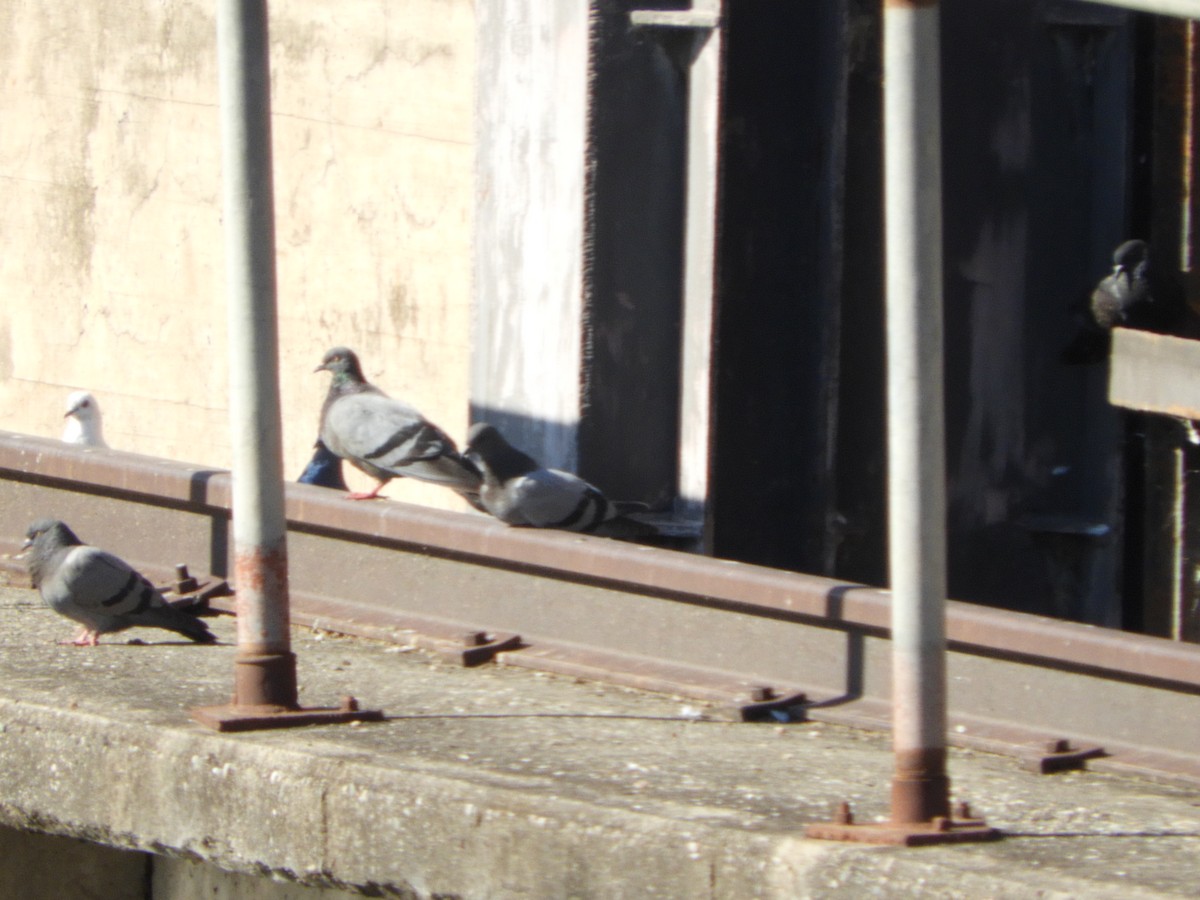 Pigeon biset (forme domestique) - ML644717938