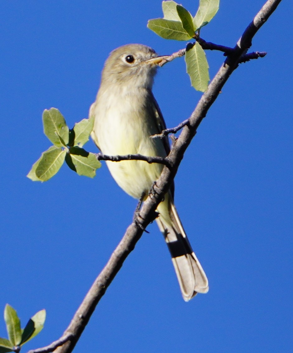 Moucherolle gris - ML644717940