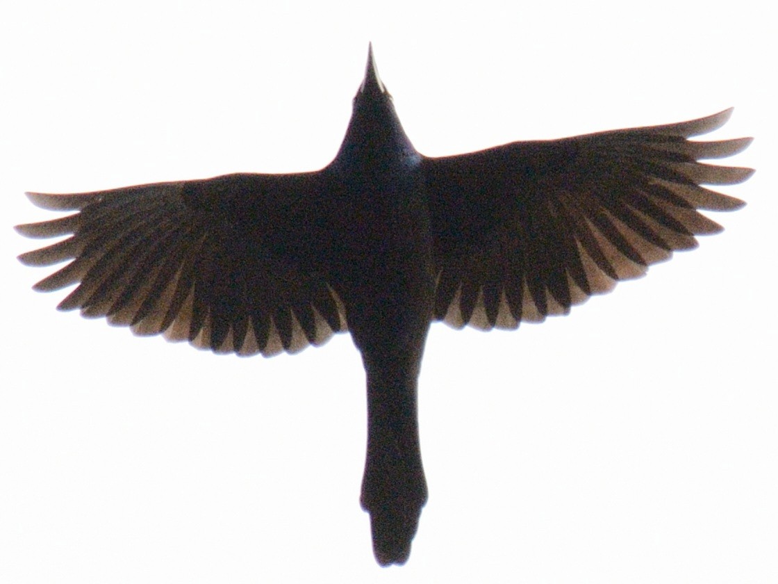 Quiscale bronzé (versicolor) - ML644717943