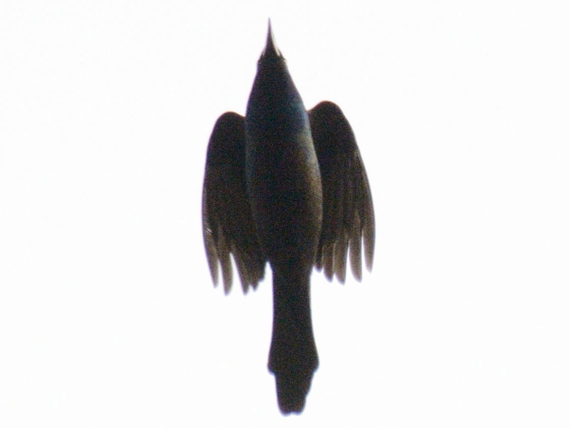 Quiscale bronzé (versicolor) - ML644717944