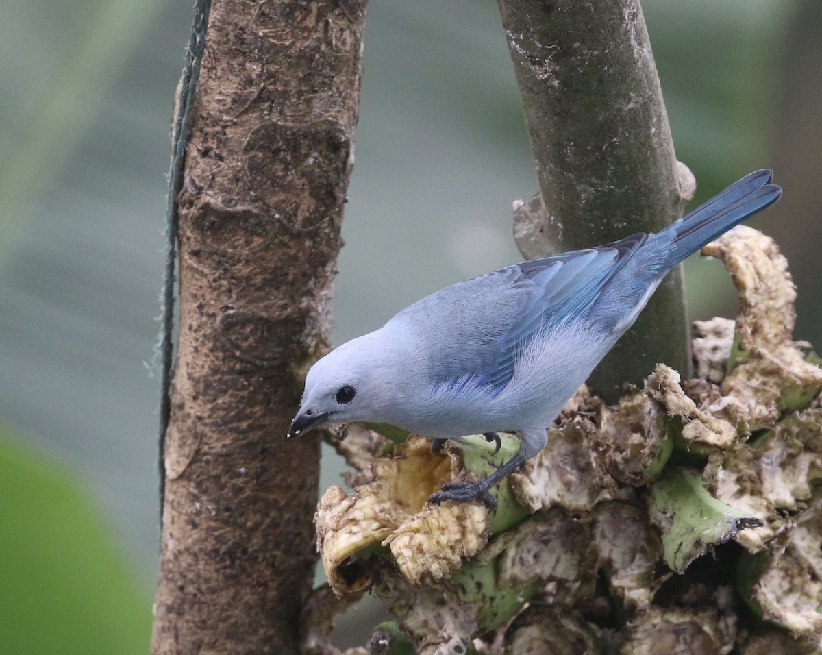 Tangara évêque (groupe cana) - ML644717945