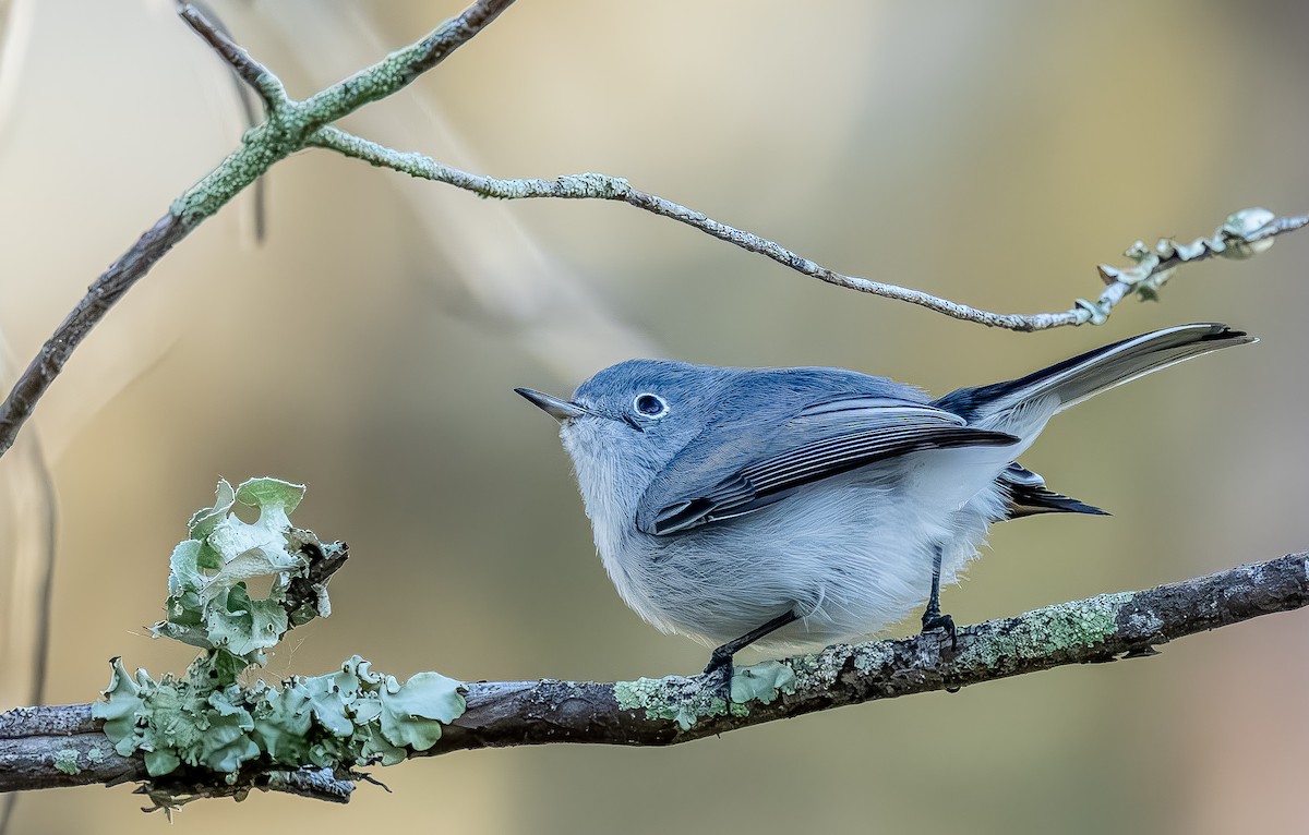 Gobemoucheron gris-bleu - ML644717947