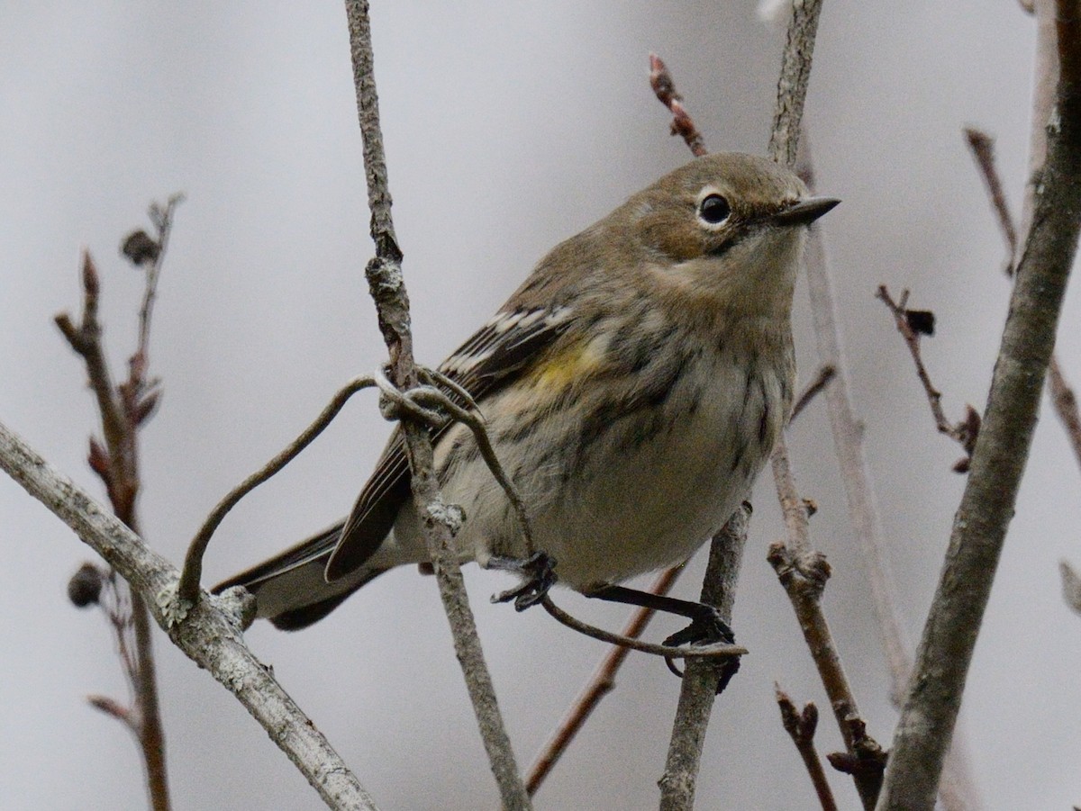 Paruline à croupion jaune (coronata) - ML644717951