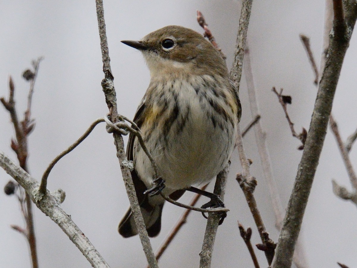 Paruline à croupion jaune (coronata) - ML644717952
