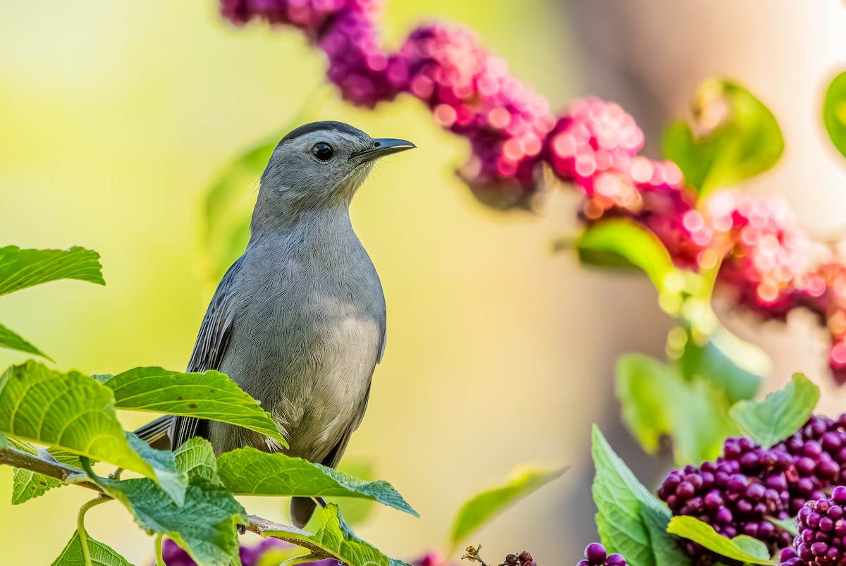 Miaulari grisa - ML644717953