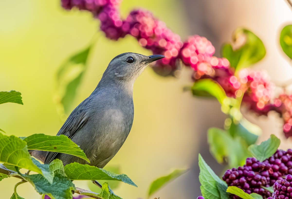 Miaulari grisa - ML644717954