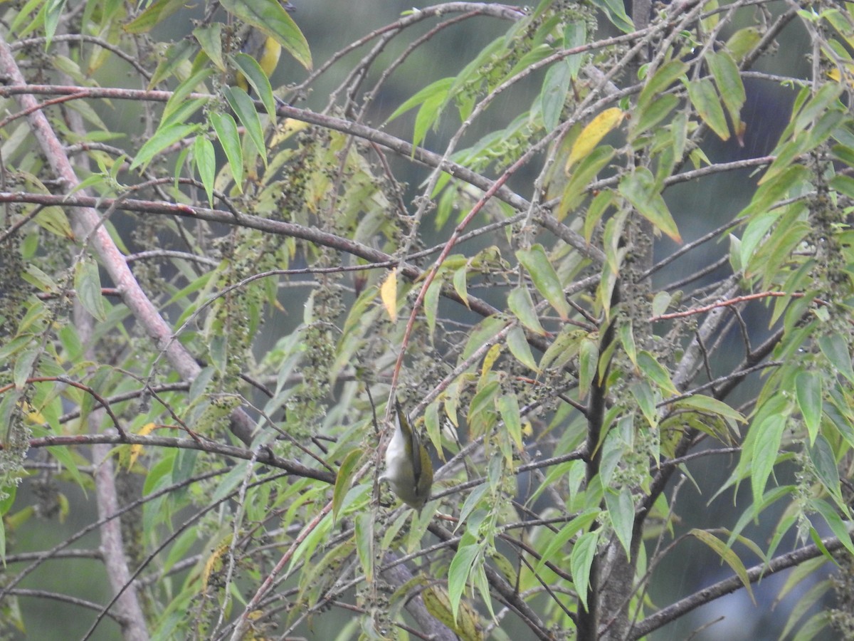 Червоїд світлобровий - ML644717960