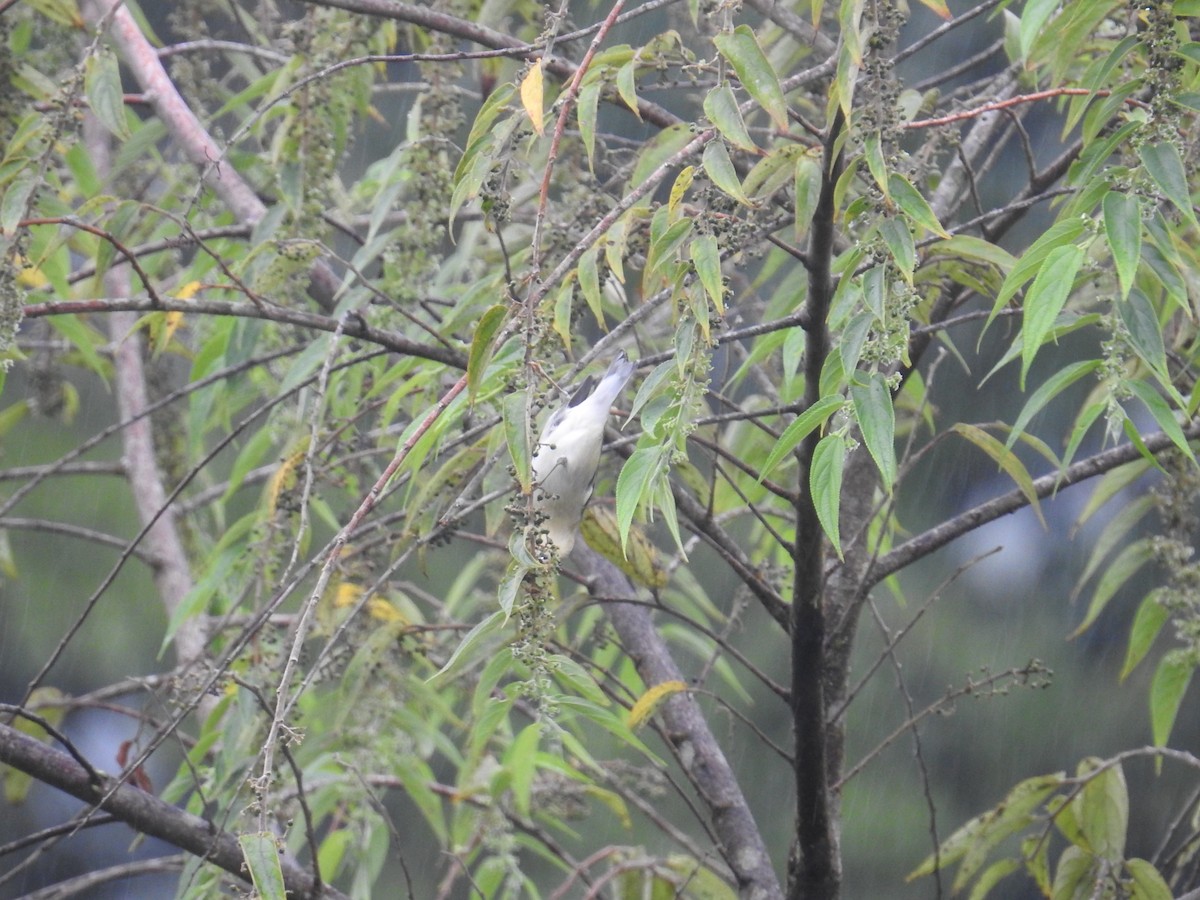 Червоїд світлобровий - ML644717961