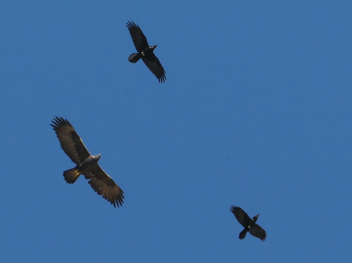 Common Raven - ML644717968