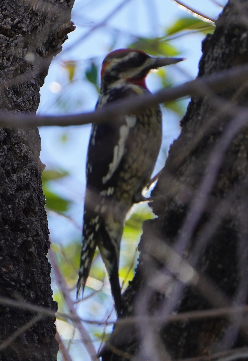 Rotnacken-Saftlecker - ML644717981