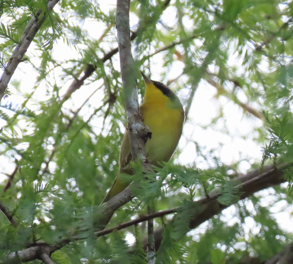 nordgulstrupe - ML644717982