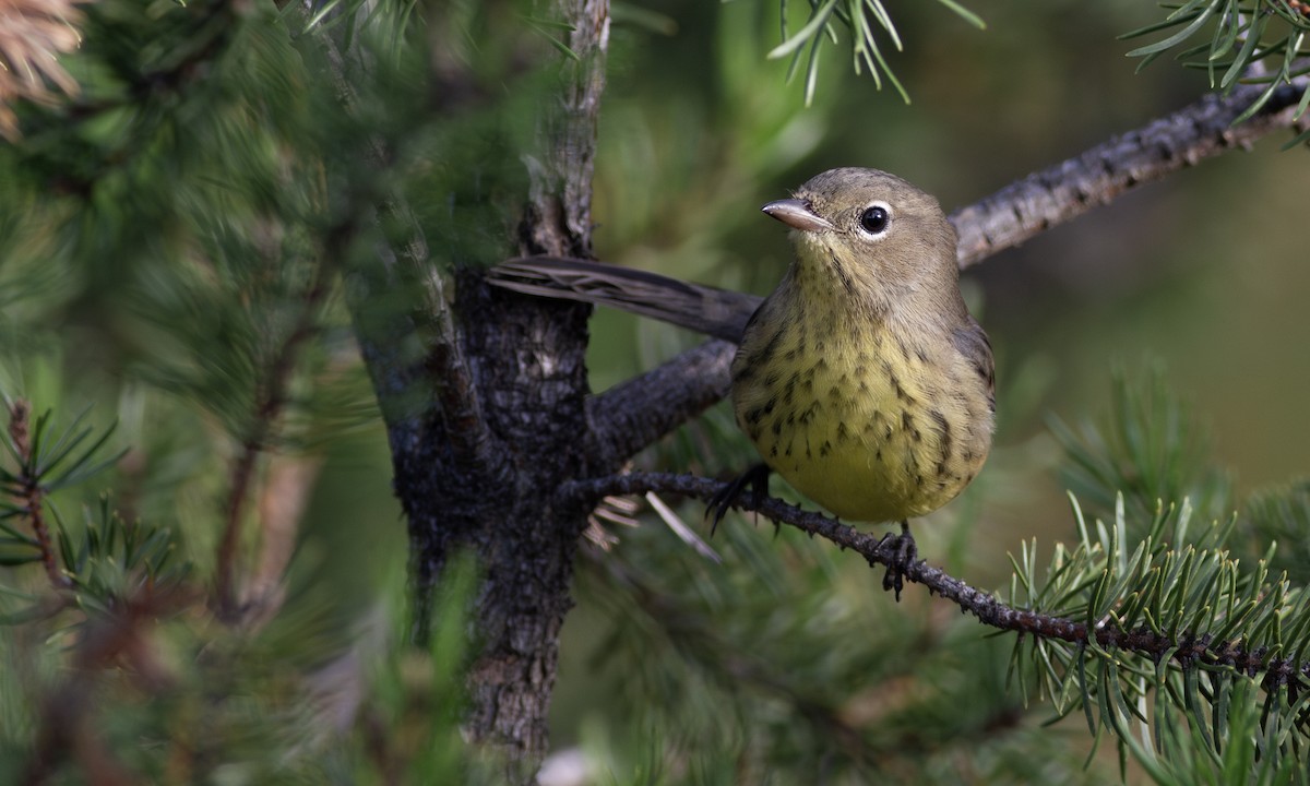 Kirtland Ötleğeni - ML644717983