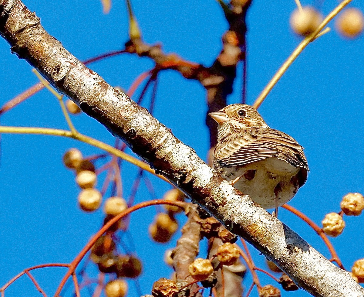 vesperspurv - ML644717987