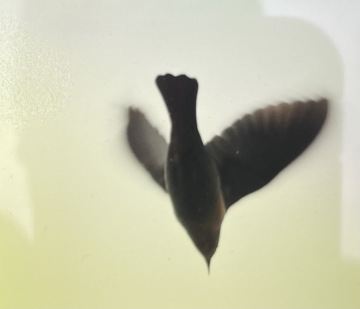 Rusty Blackbird - ML644717988