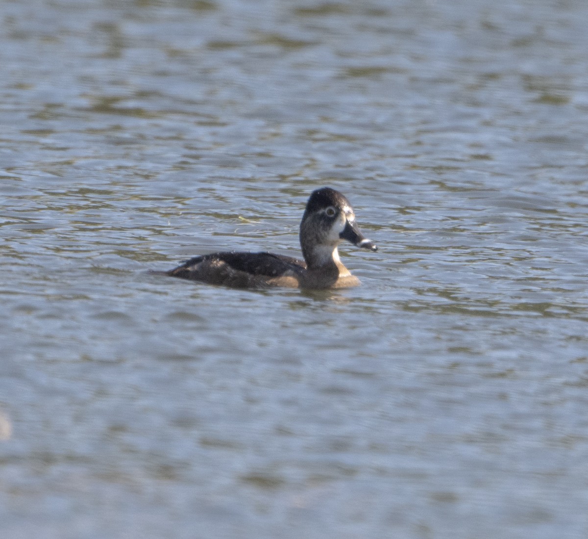 Ring-necked Duck - ML644717995