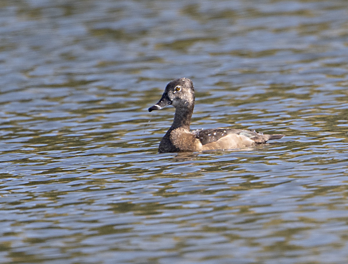 Ring-necked Duck - ML644717996