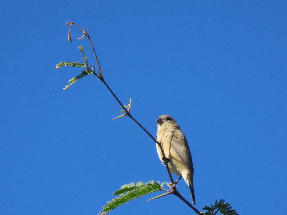 Cinnamon-rumped Seedeater - ML644718007