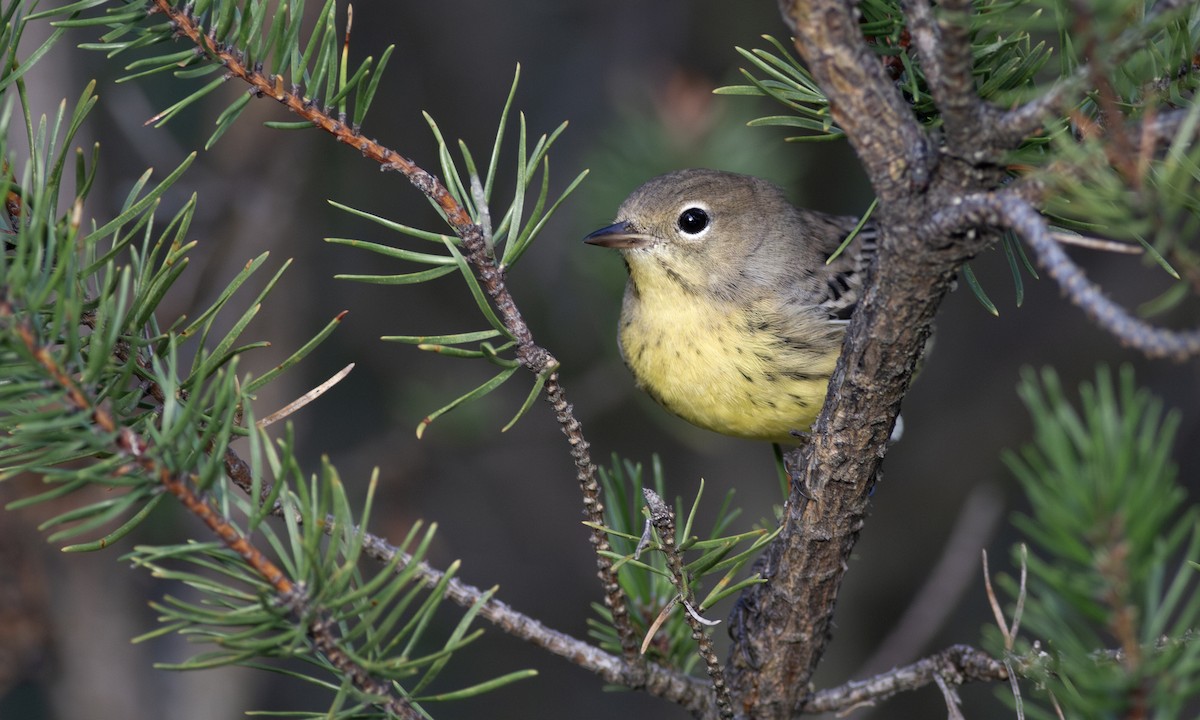 Kirtland Ötleğeni - ML644718010