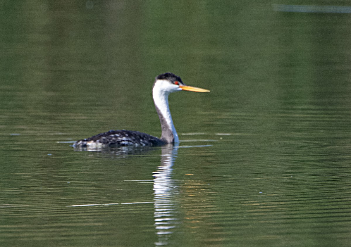 Clark's Grebe - ML644718012