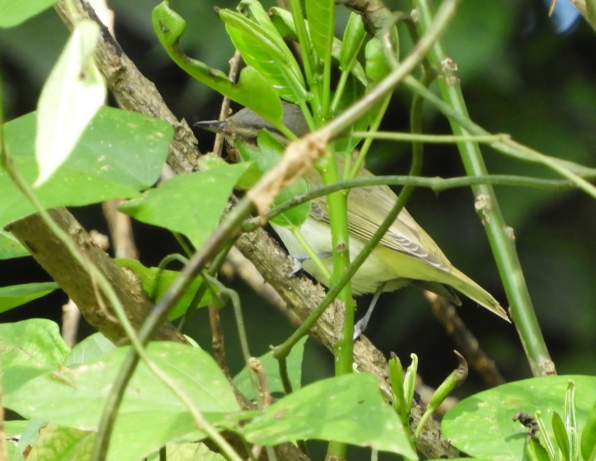 Красноглазый виреон - ML644718019