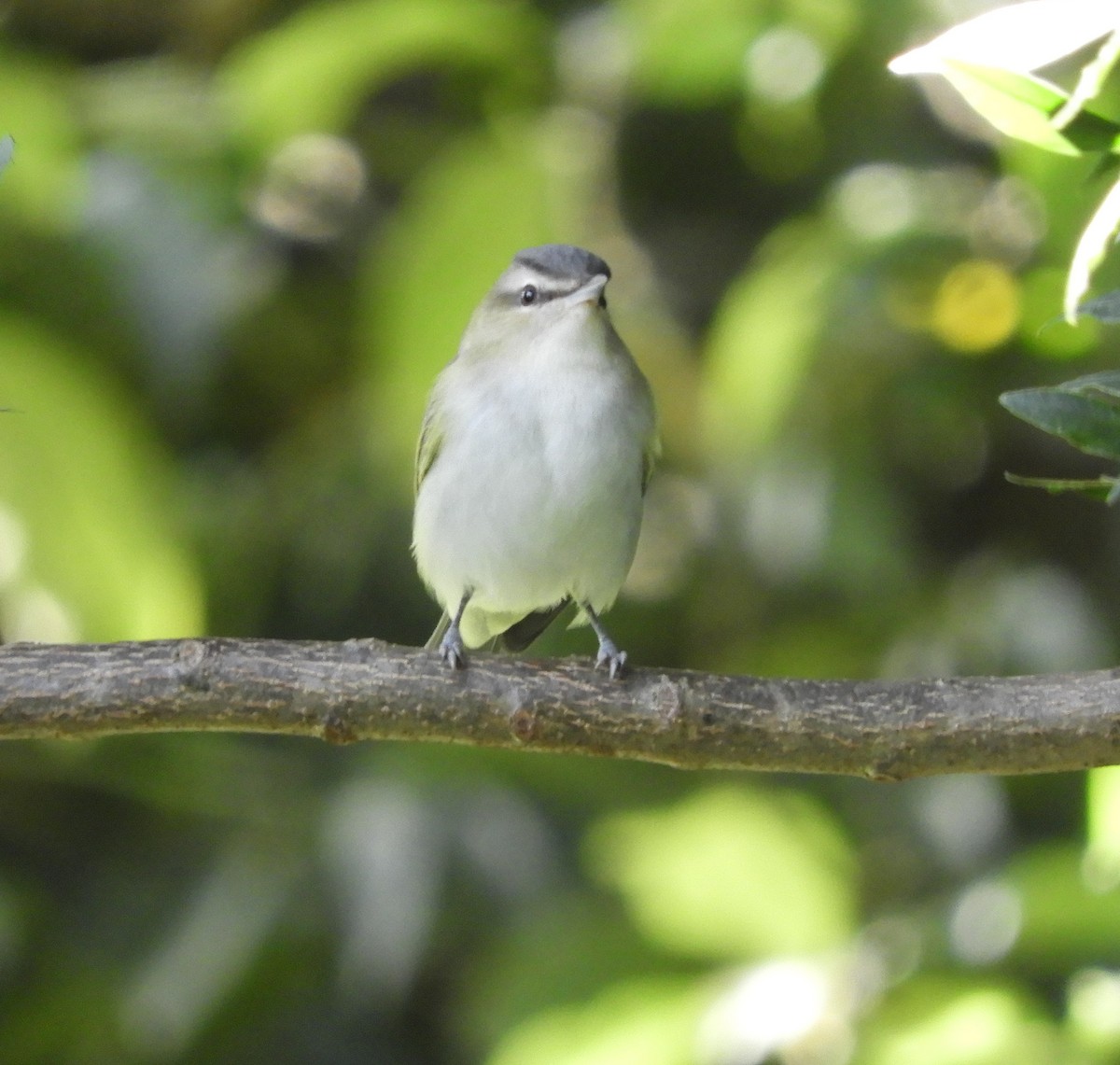 Красноглазый виреон - ML644718020