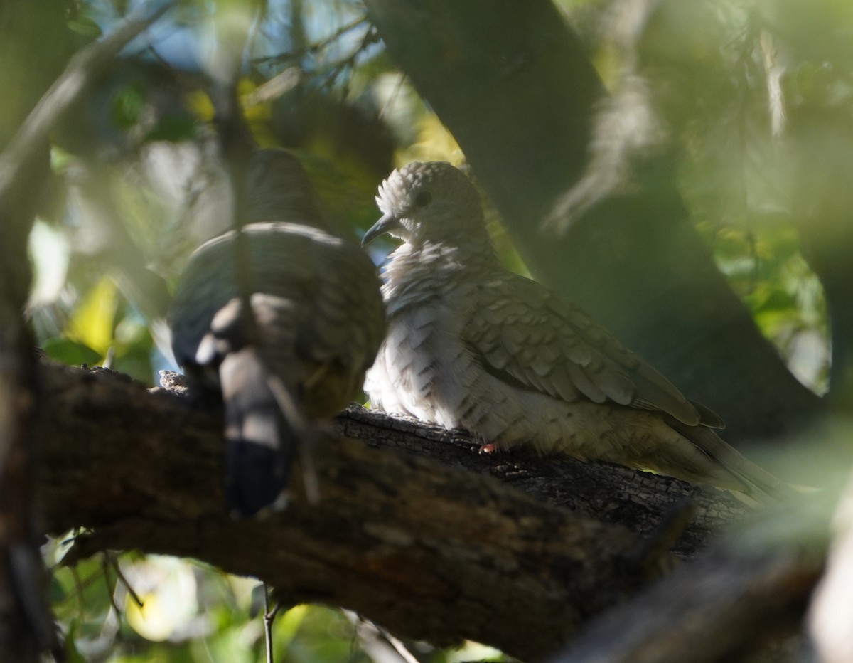 Inca Dove - ML644718022