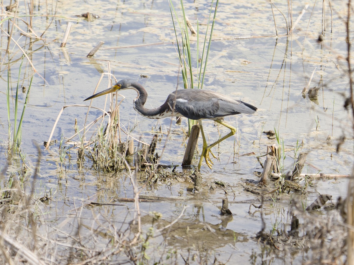 Tricolored Heron - ML644718023